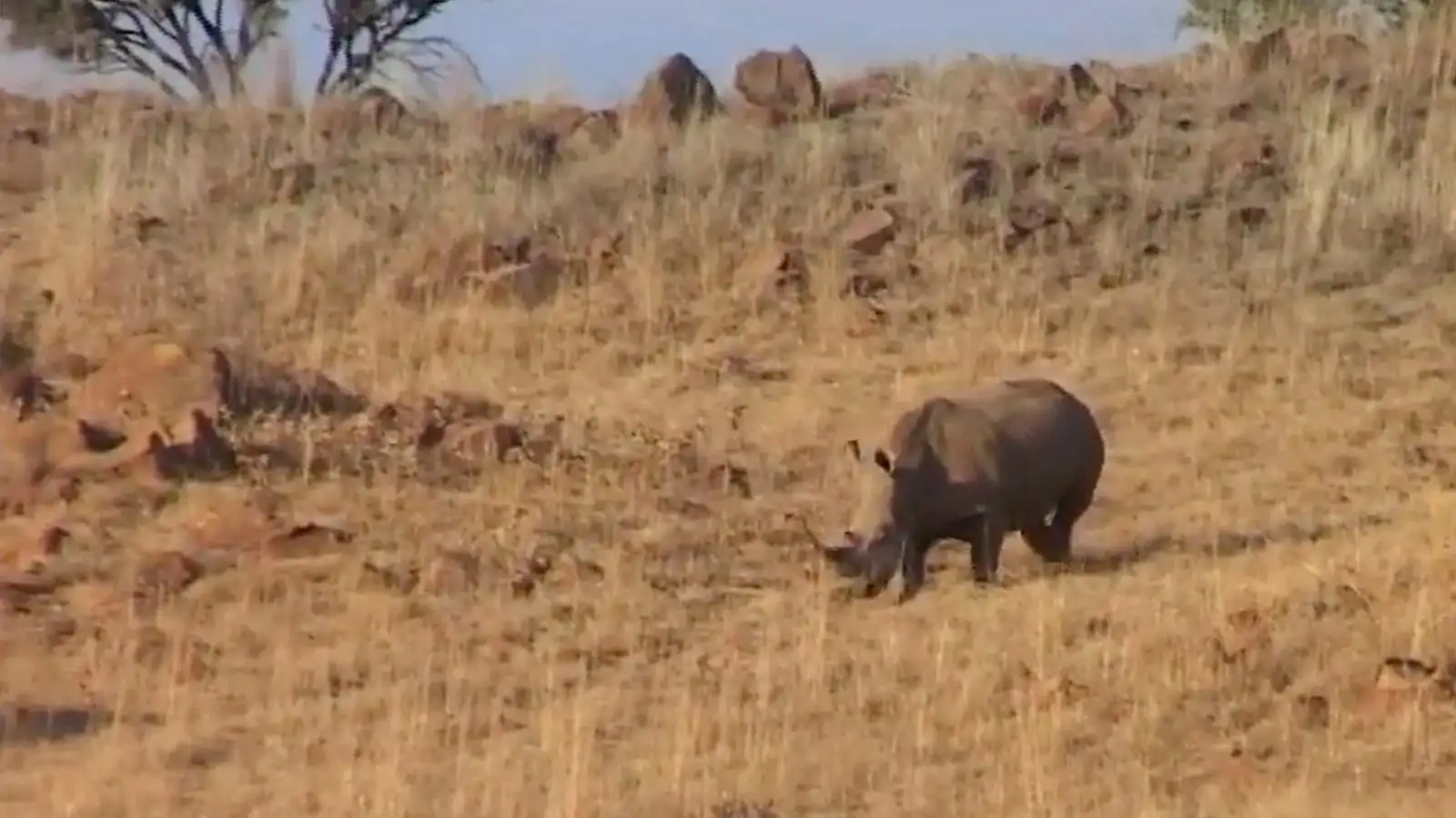 Video: Kgotla Leadership Journey to Africa