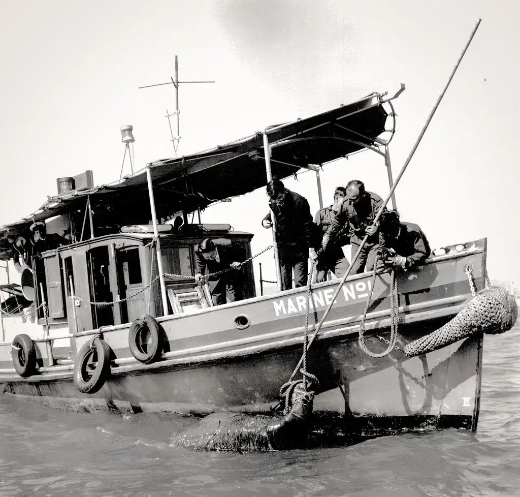 Archive photo of the government launch Java, with a water buffalo beside the boat